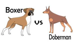 Boxer vs Doberman